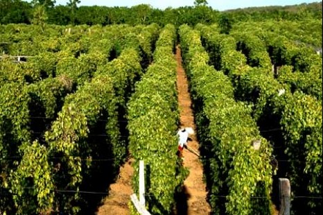 Tour Du Lịch Đà Lạt - Miền Tây - Phú Quốc 11 Ngày